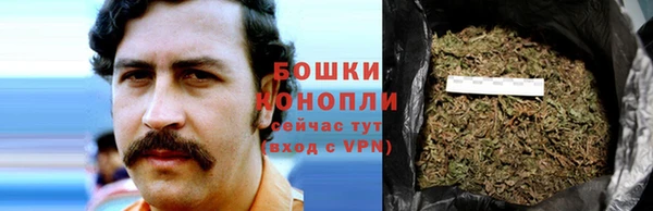 прущие грибы Рославль